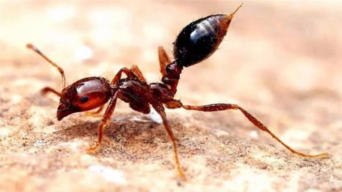 紅火蟻防治